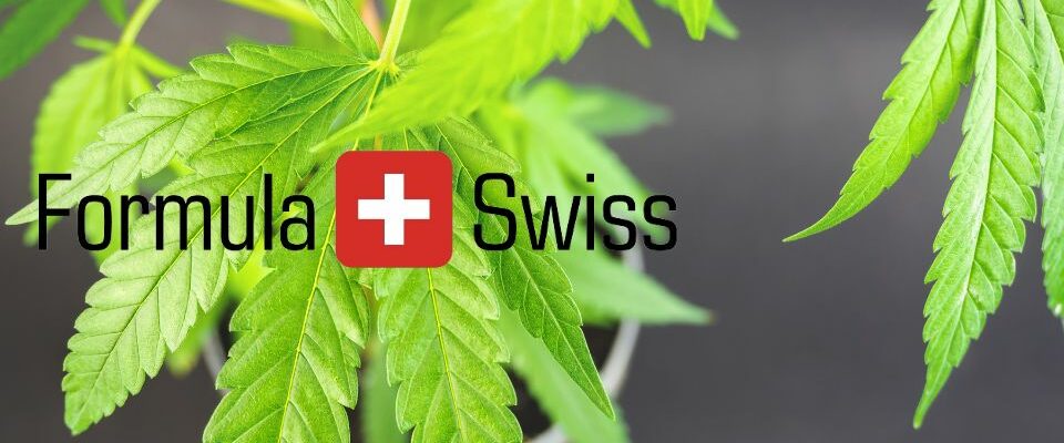 Cbd-revolutionen: Robin roy krigslund-hansens internationale gennembrud med formula swiss