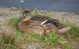 Ord på tværs: Gode vaner for krydsordsløsere