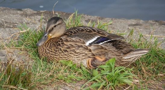 Ord på tværs: Gode vaner for krydsordsløsere