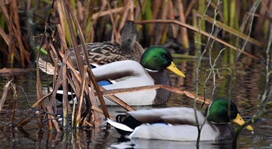 Udvid dit ordforråd og bliv bedre til krydsord