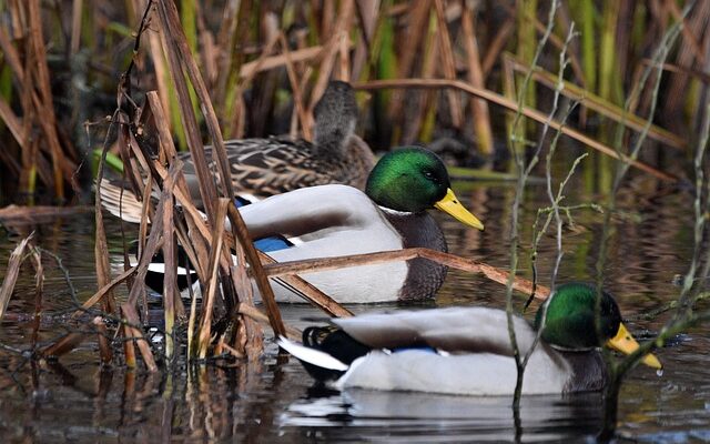 Udvid dit ordforråd og bliv bedre til krydsord