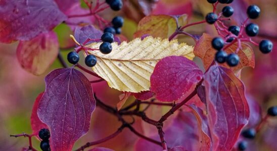 Fra startup til scaleup: De største udfordringer for vækstvirksomheder