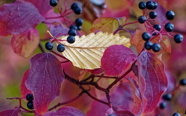 Fra startup til scaleup: De største udfordringer for vækstvirksomheder