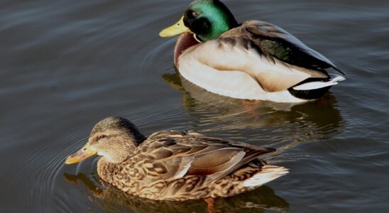 Sådan knækker du krydsordskoden: Tips til begyndere