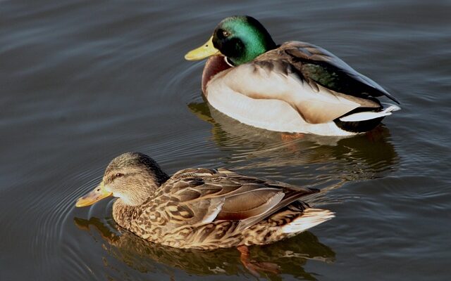 Sådan knækker du krydsordskoden: Tips til begyndere